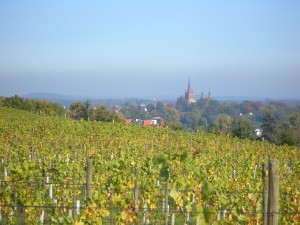 BB-Wein4-Weinberg_Wachtelberg_Werder-Foto_Fachgruppe_Weinbau